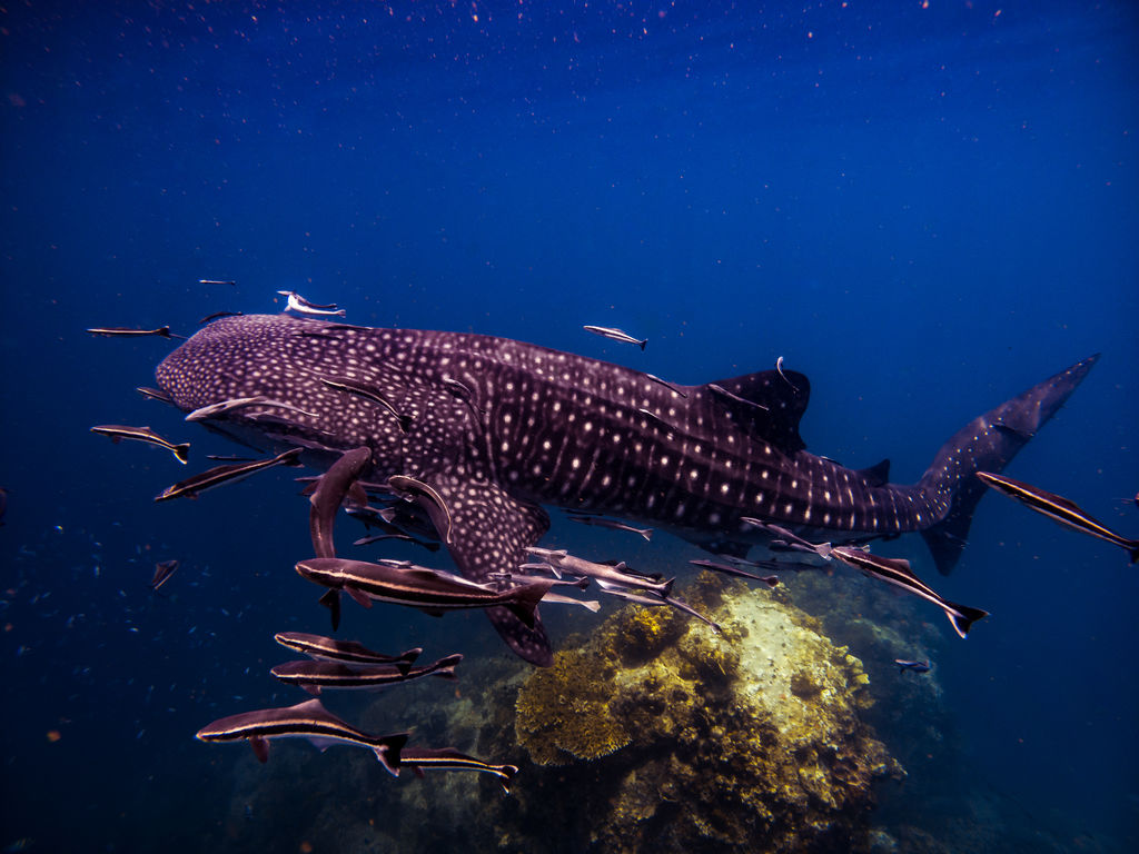 fe21332a-ffa2-4615-bc17-b0053fc78af5