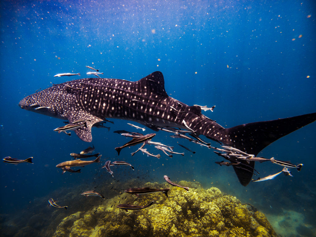 fe21332a-ffa2-4615-bc17-b0053fc78af5