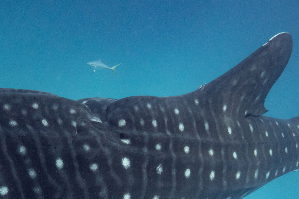 ee75fa40-b4fc-4947-8e72-4f06c371f837