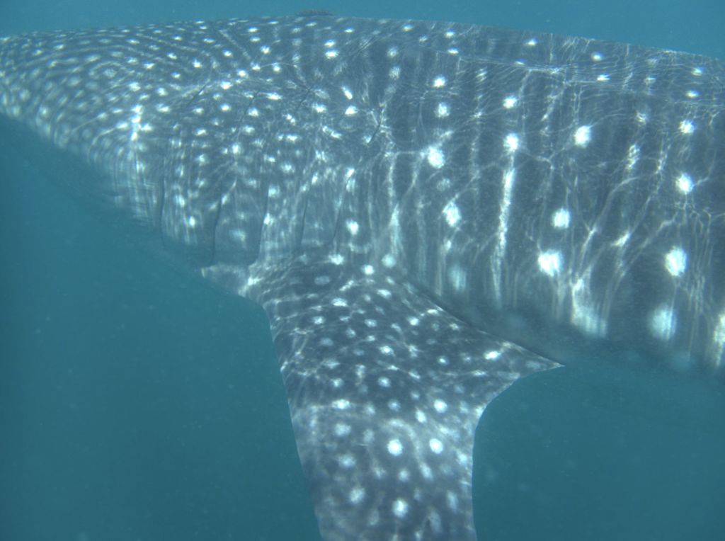 ac76fe0e-52d6-4311-adad-774a90e17809