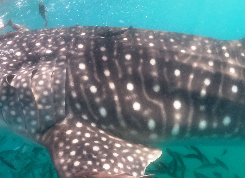 84e652f0-49e7-440b-92b1-1c3684b7900d