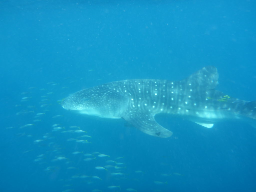 753dbd47-c00f-4a70-9568-1bcde8be79a3