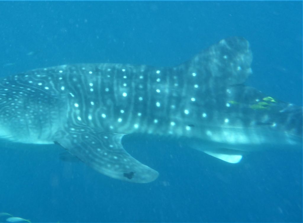 753dbd47-c00f-4a70-9568-1bcde8be79a3