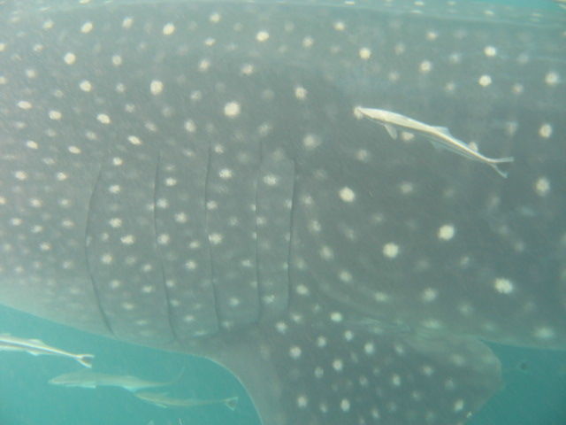 93f2438c-752a-47b2-9887-cc73373ef0e8