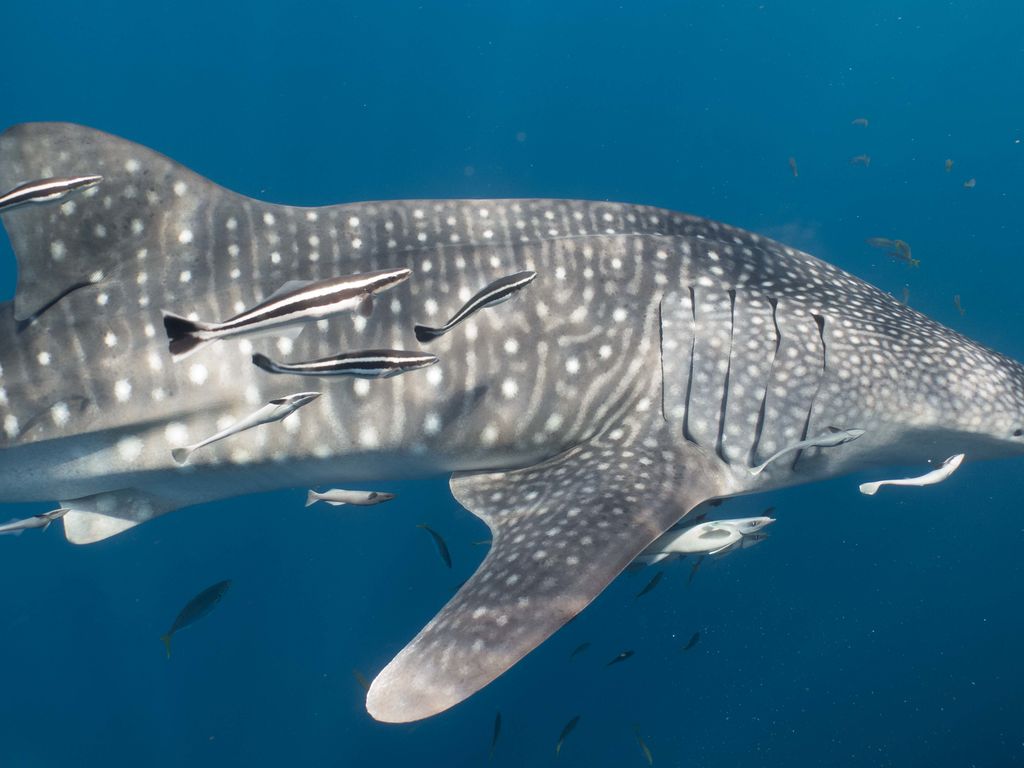 1ee30e0b-3c02-40b7-b6e2-7094695bc8e5