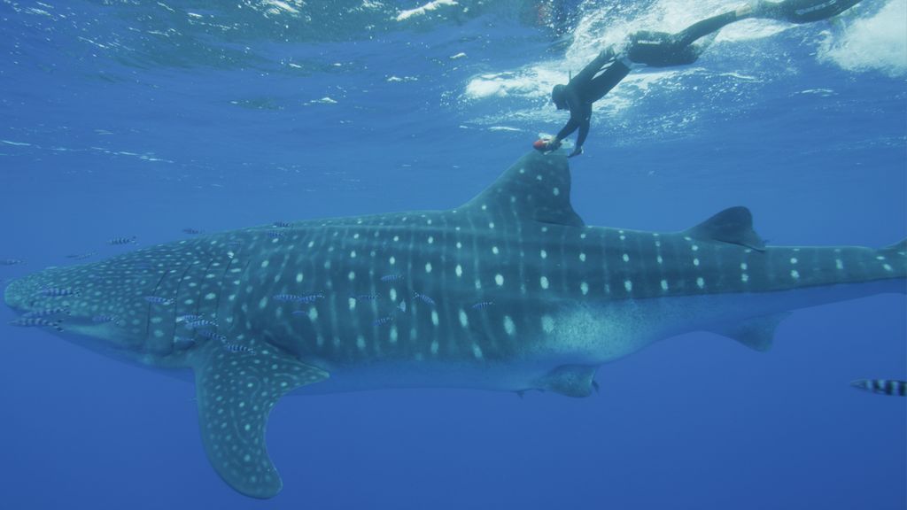 6729c603-c77c-4e18-929c-dcfa6e1f27a2