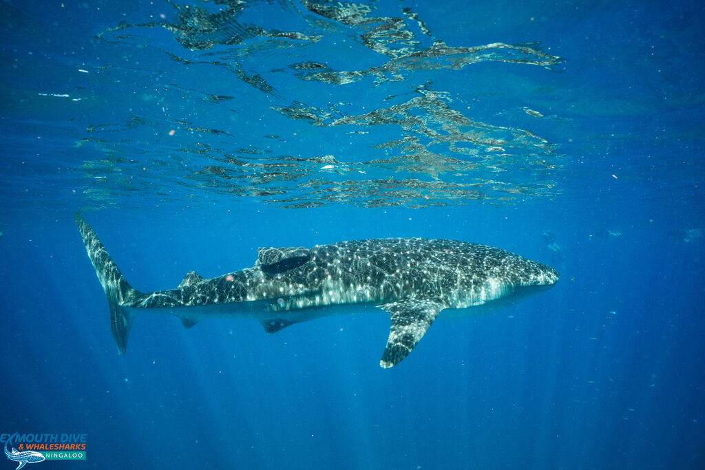 1e86a2cf-abc5-486d-bbfc-b3a9730b4864