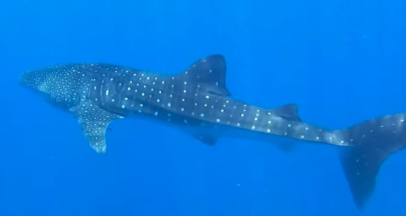 af9e80d4-0aeb-4dbf-8da4-20730d5063cb