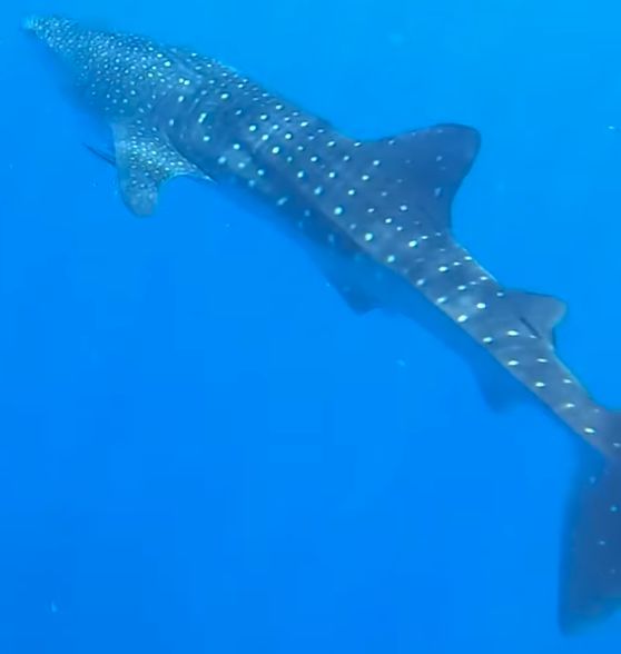 af9e80d4-0aeb-4dbf-8da4-20730d5063cb