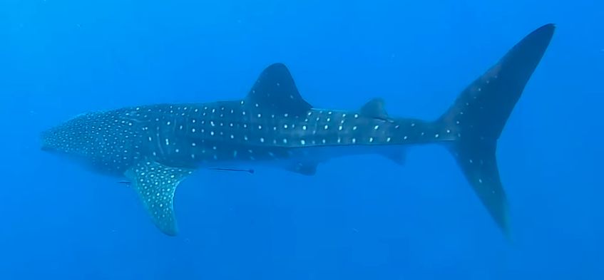 af9e80d4-0aeb-4dbf-8da4-20730d5063cb