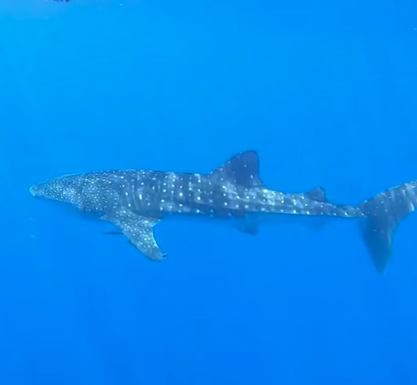 af9e80d4-0aeb-4dbf-8da4-20730d5063cb