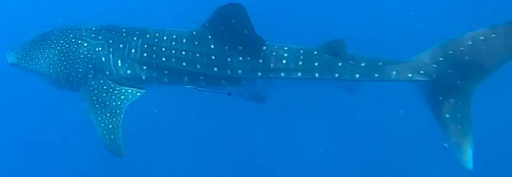 af9e80d4-0aeb-4dbf-8da4-20730d5063cb