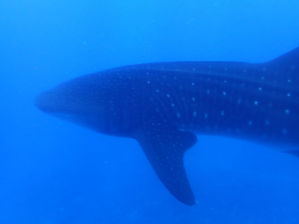 31ce49c1-27f7-4fe5-b2a6-8402507f3b79