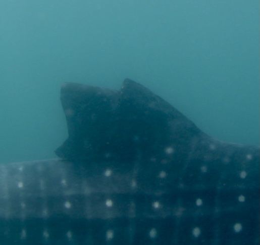 d7e78d4a-336c-47db-ba14-8ff60ffe571d