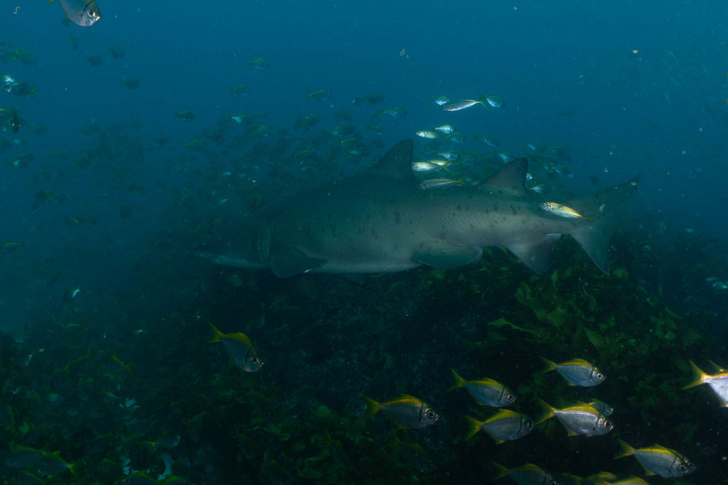 4868df4d-4e6b-41dc-b5c5-6ba64cec9395