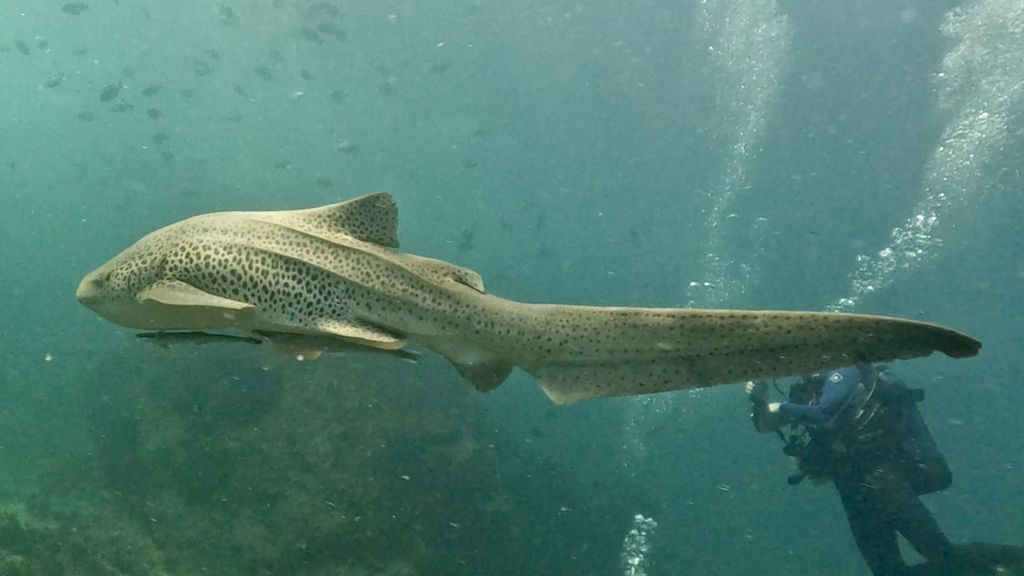 43ab1982-c159-49a4-bd39-d732260af36a