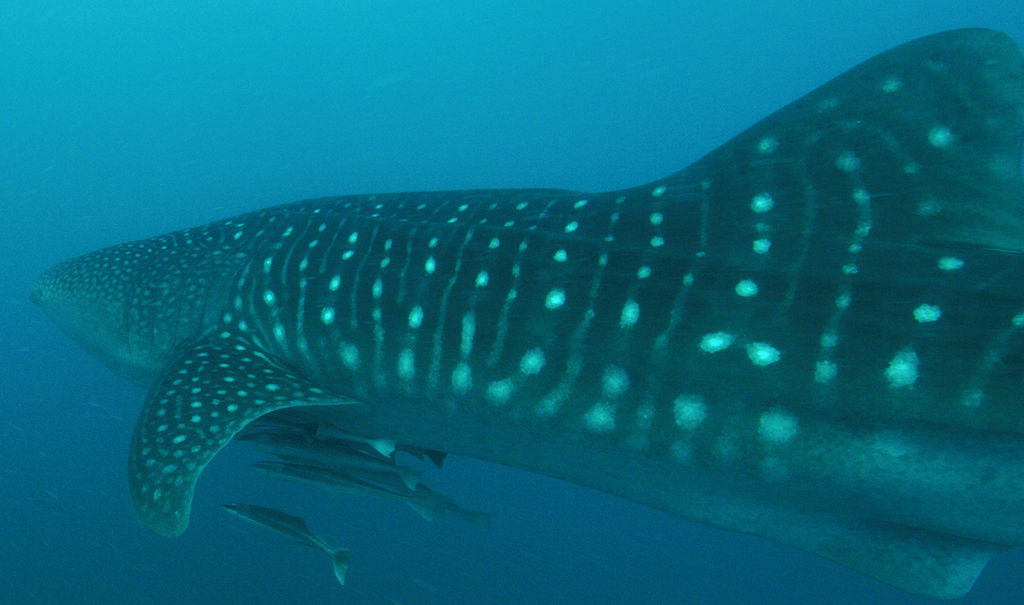 1453fb38-8abc-4155-8484-273068ea41d7