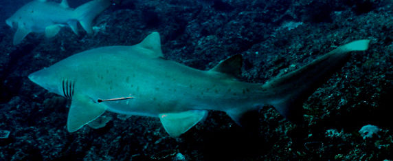 425c3bae-f392-45dc-b68f-a0537ca59ea3