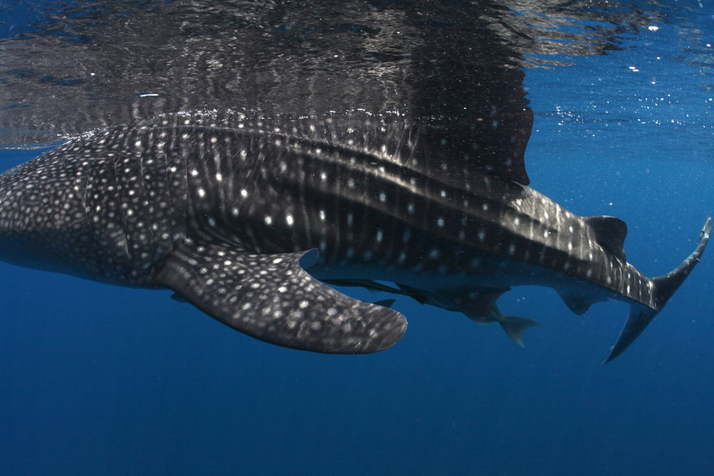 7fe7868d-ed02-4dd6-a8ba-a113b4d7e65d