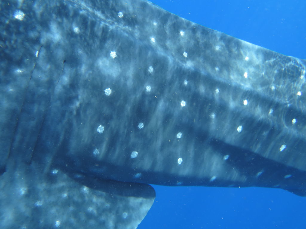 de4964b4-09ab-4eb3-95d7-1bbacd723dd0