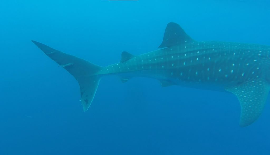 4519ebcb-0daa-4bdf-9ed8-402271b388c4