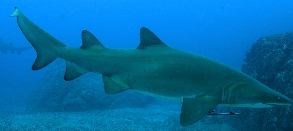 135643da-f96a-4904-a41f-b9b25e3c6b06