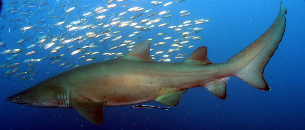 9cecc593-7517-4969-9dc5-1188f9b3405a