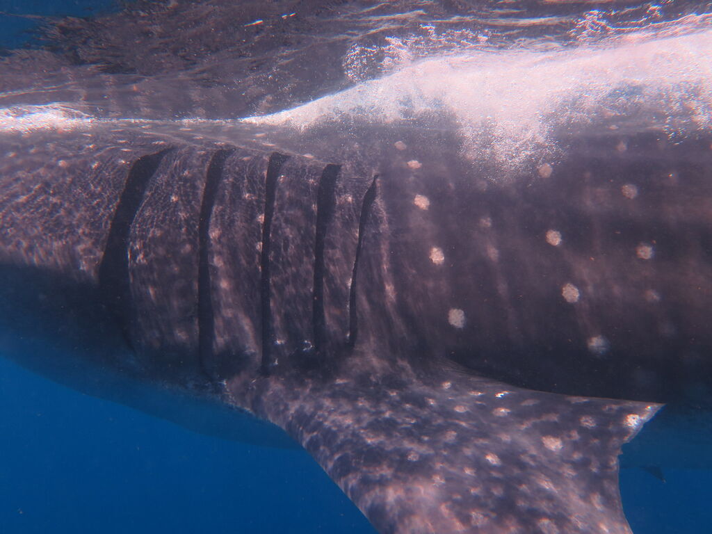 9287a0bf-a366-455d-968c-176aa6f969ca