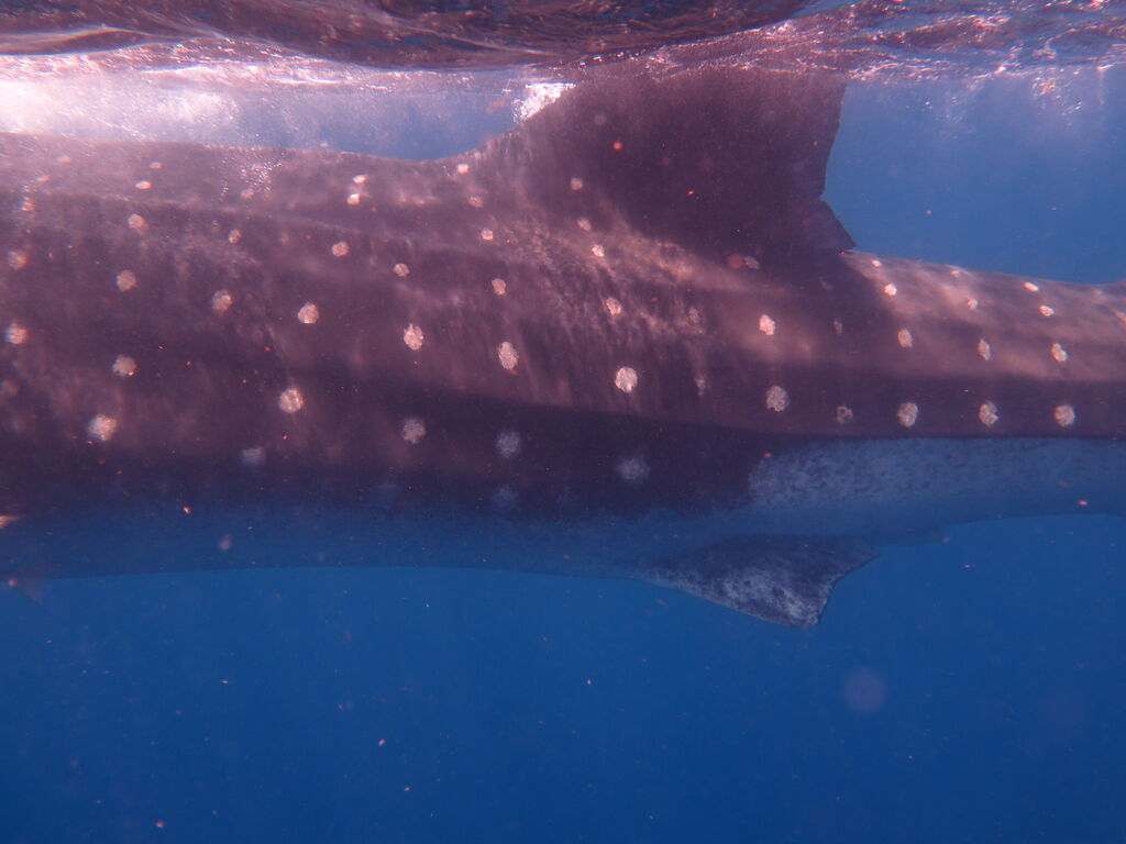 9287a0bf-a366-455d-968c-176aa6f969ca