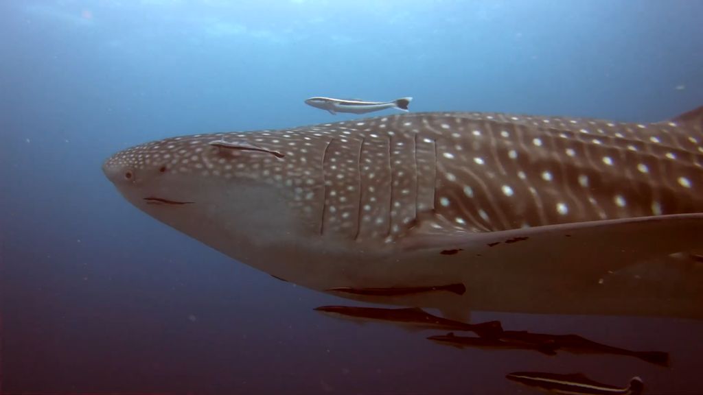 08de1eae-2969-42d7-a58c-8ed43d12292e