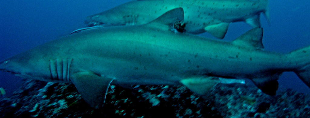 0ddf21d7-f482-4759-8b02-1f8d84f63f75