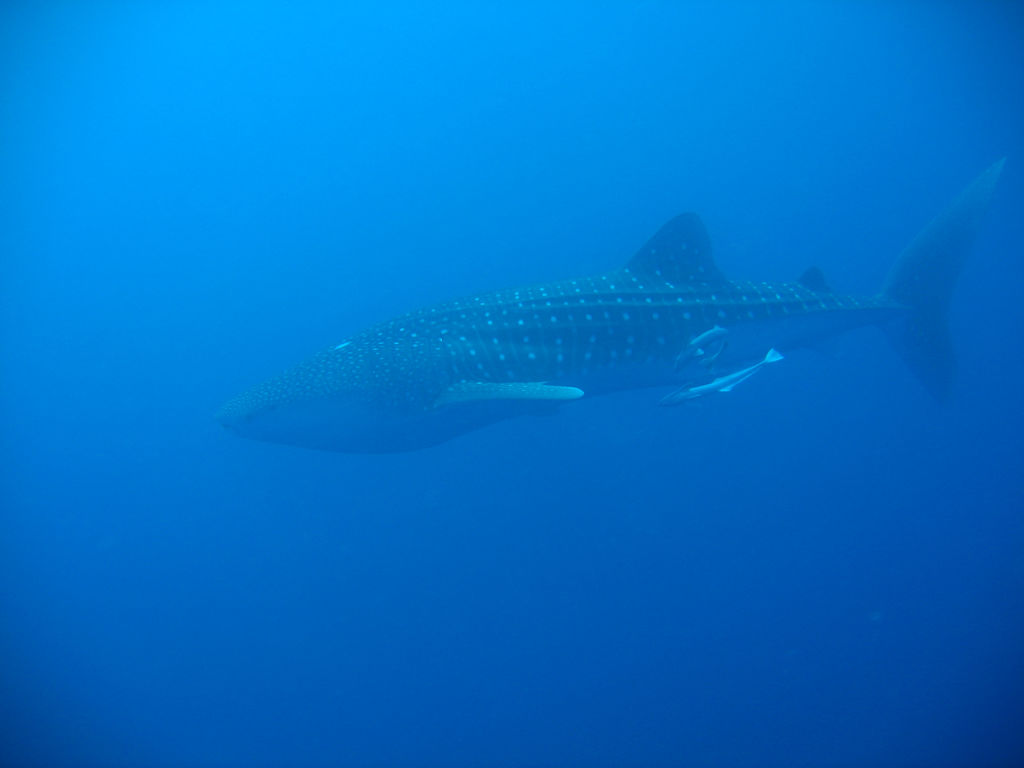 e620c104-fe00-4f72-80f4-a75856a69747