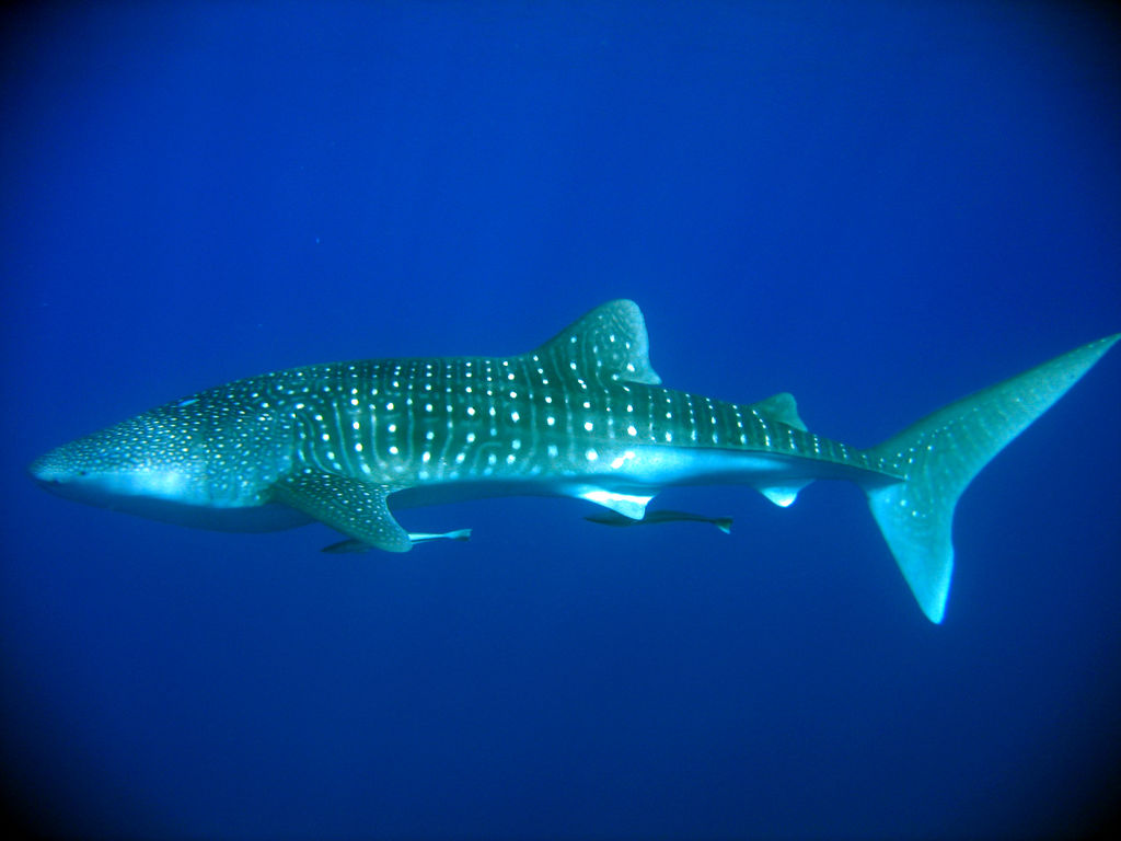 e620c104-fe00-4f72-80f4-a75856a69747