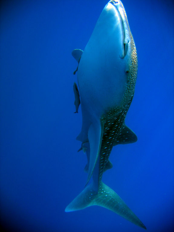 e620c104-fe00-4f72-80f4-a75856a69747