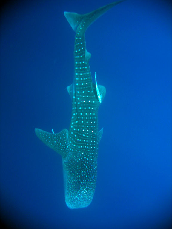 e620c104-fe00-4f72-80f4-a75856a69747