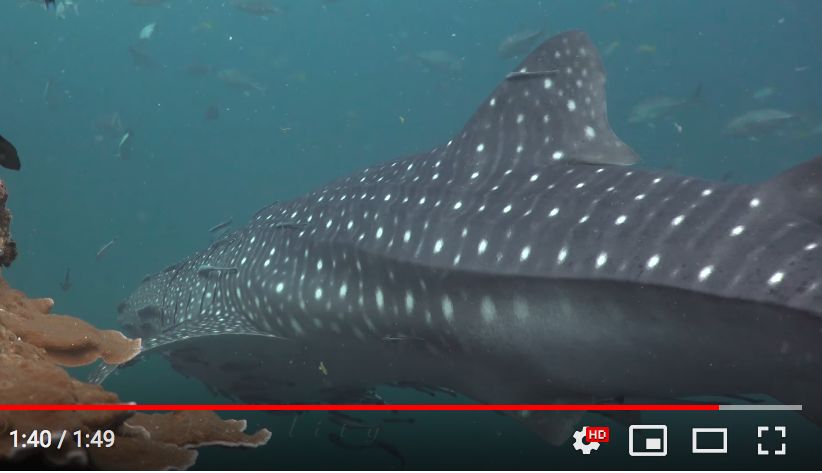 29f29f3b-6fa2-4815-95b4-773af226cc48