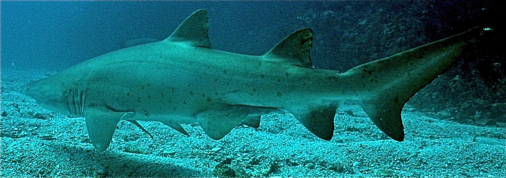 a225cd66-bead-4ddd-93a4-5ca856f4ff77