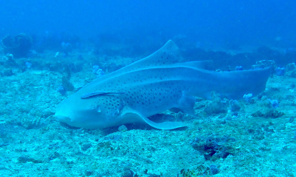 bbc35da4-6e83-4f44-8bcf-58101fae597b