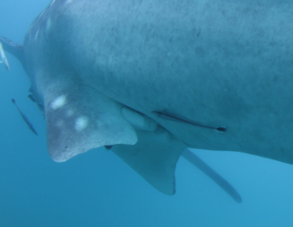 4faa6695-5287-473c-ad7c-6880f7992263