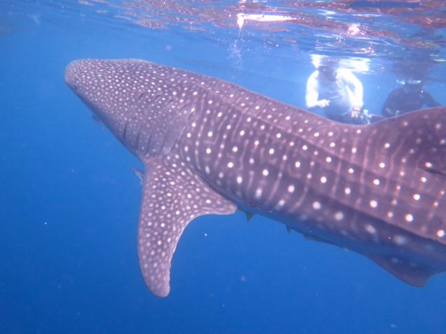 77300980-0e2a-452f-9828-ab047f8638fa