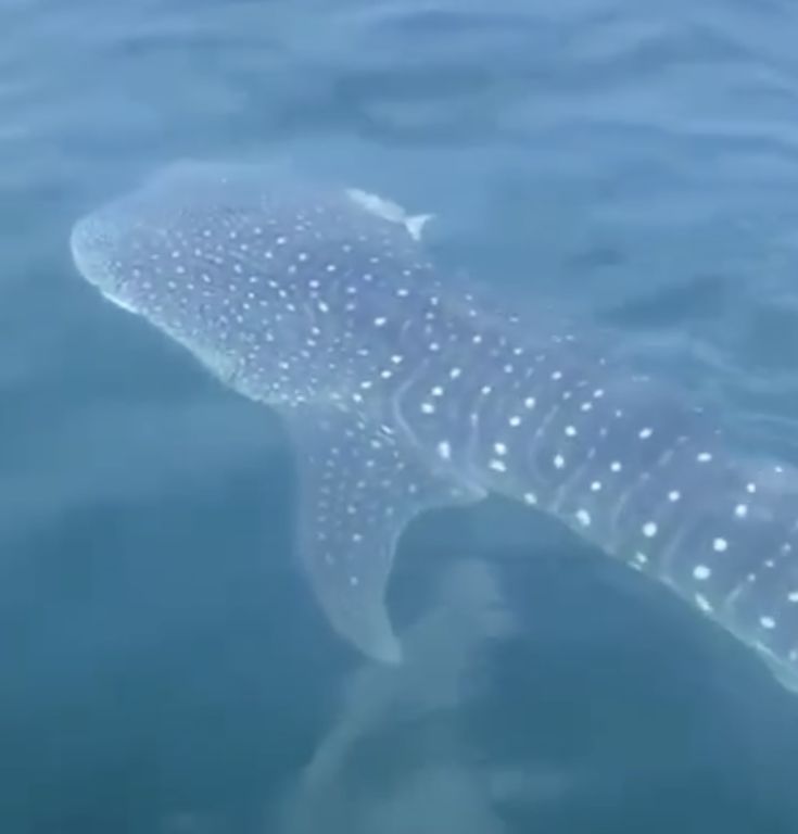 59f7885b-2883-4c8f-aa1a-4b046737a5d9