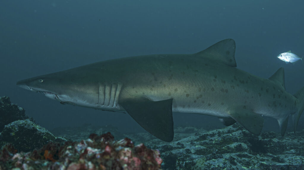 6d7093f3-f711-469d-8ad1-2bf3491000c3