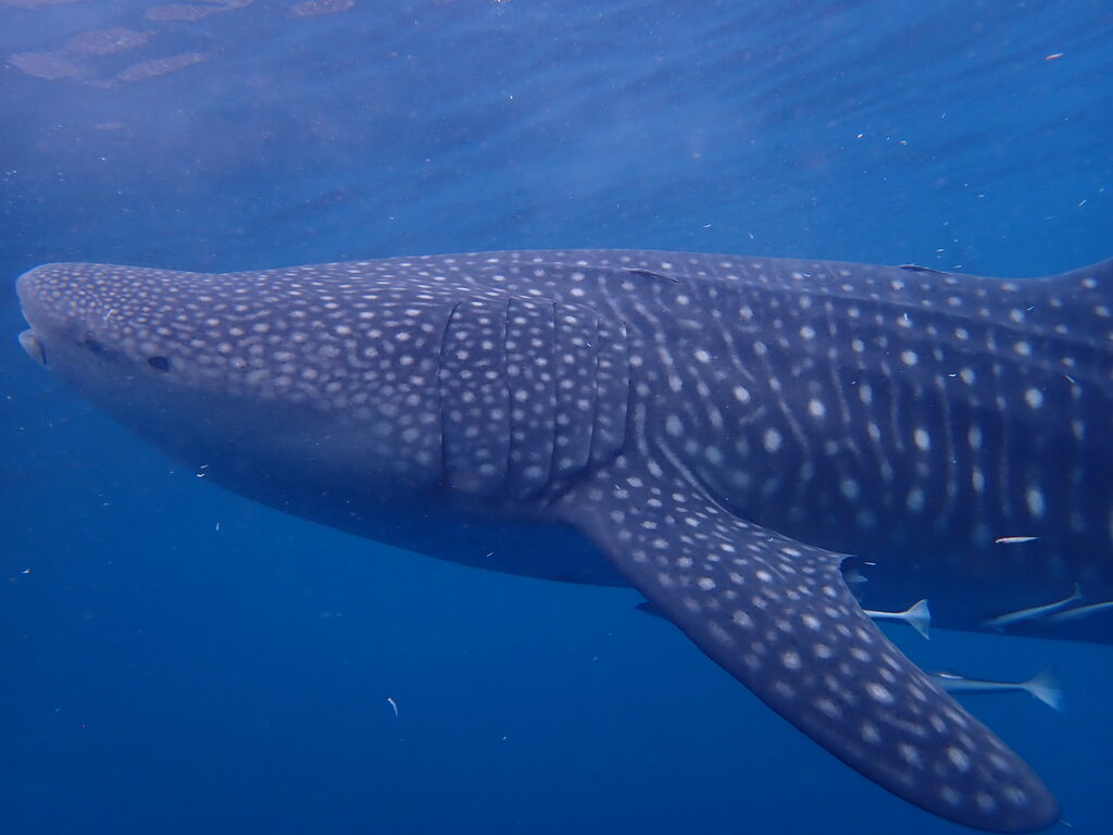 1727b9f9-cf7f-494e-b802-a0fd863c82cd