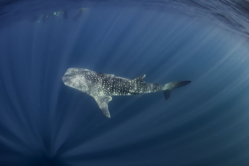 68b0d69e-a7dc-484b-ba1a-26650dc2c5ce