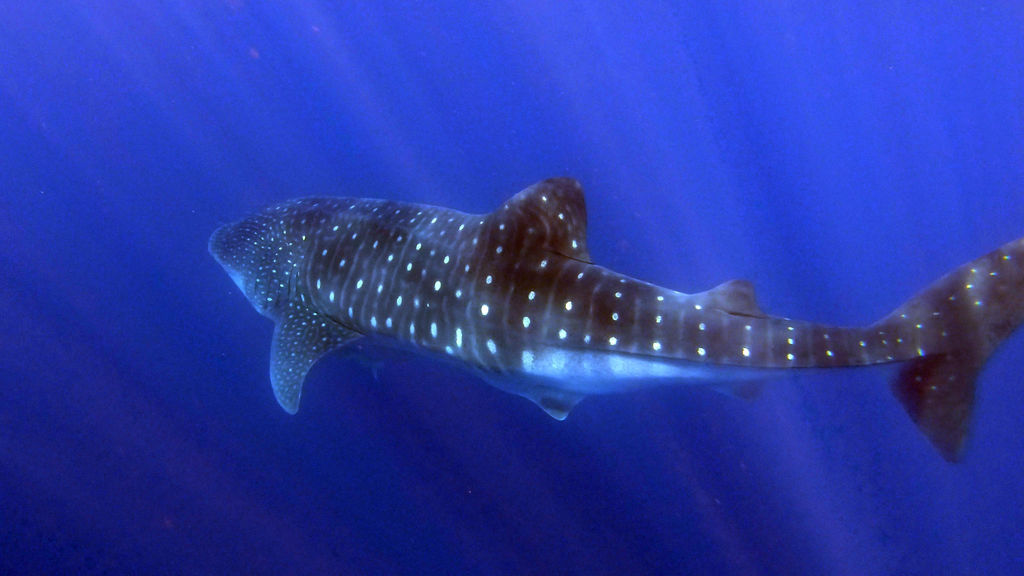 eabbb505-531a-4825-a2cd-a54face05e68