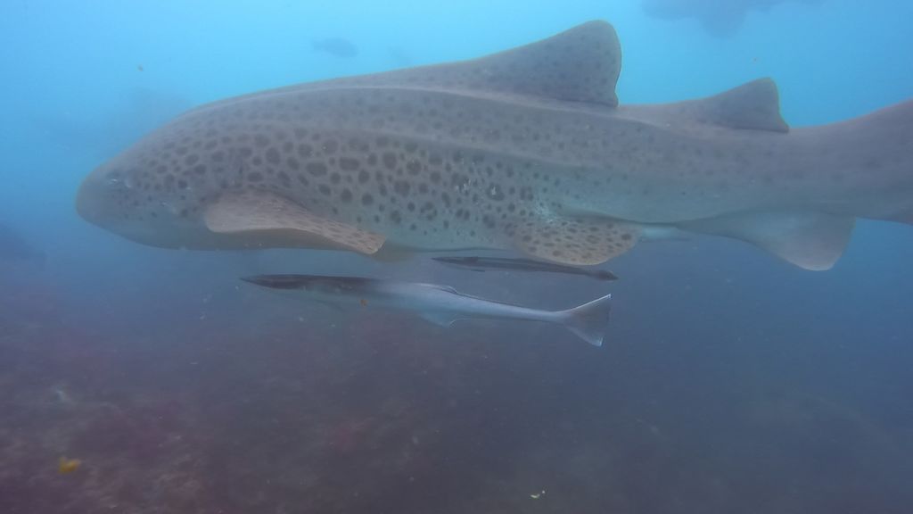 780d76c9-db83-4150-8a8a-c9e99c464ce2