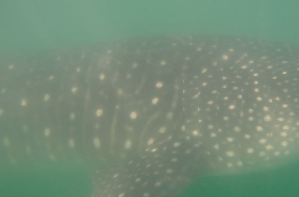 c827f133-fc26-4948-904d-52a15c5e9f39