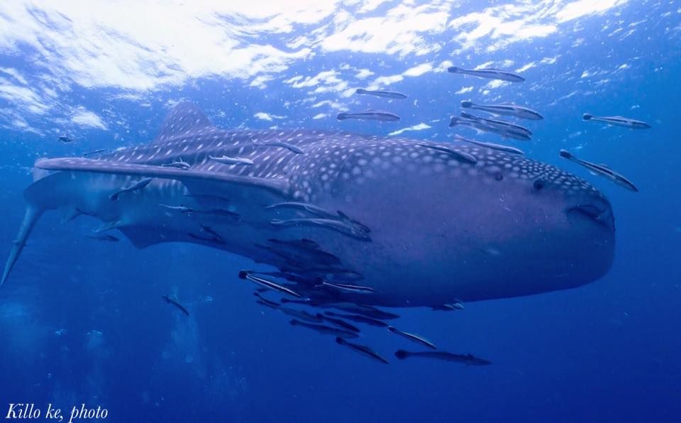 35e2d53a-2687-44e3-aeb3-a4f52aa63376