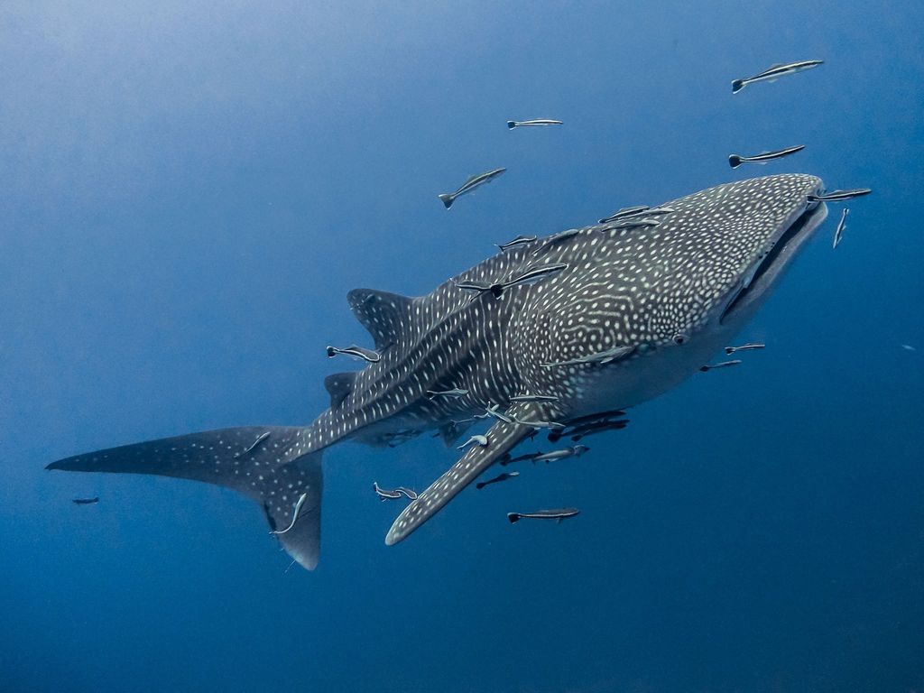 35e2d53a-2687-44e3-aeb3-a4f52aa63376