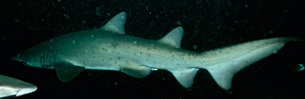 10611dd1-978c-43c9-b373-3aecaca9e822